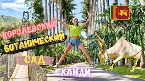 Image result for шри ланка королевский ботанический сад
