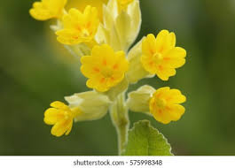 Image result for Primula veris