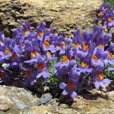 Attēlu rezultāti vaicājumam “Trichia alpina”