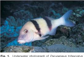 Image result for Parupeneus trifasciatus