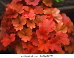 Image result for Heuchera `Swirling Fantasy`