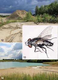 Attēlu rezultāti vaicājumam “Tetanops myopina”