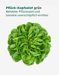 Image result for Kopfsalat