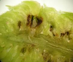 Attēlu rezultāti vaicājumam “Geocrypta galii larva”