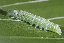 Attēlu rezultāti vaicājumam “Orthosia cerasi”