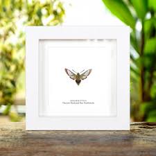 Attēlu rezultāti vaicājumam “Hemaris tityus”