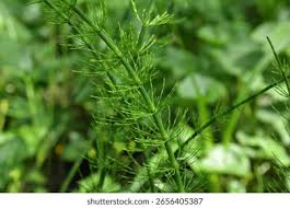 Attēlu rezultāti vaicājumam “Equisetum pratense”