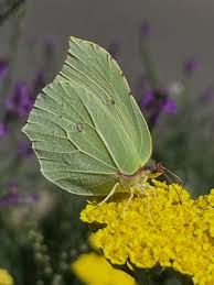 Attēlu rezultāti vaicājumam “Gonepteryx rhamni”