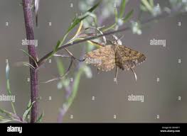 Attēlu rezultāti vaicājumam “Ematurga atomaria male”