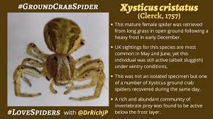 Attēlu rezultāti vaicājumam “Xysticus cristatus”