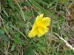 Attēlu rezultāti vaicājumam “Helianthemum nummularium leaf”