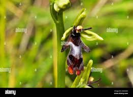 Attēlu rezultāti vaicājumam “Ophrys insectifera flower”