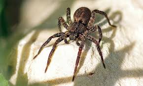 Image result for spider