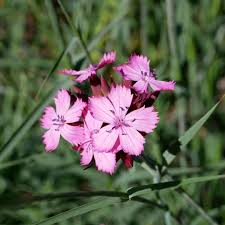 Image result for Dianthus carthusianorum