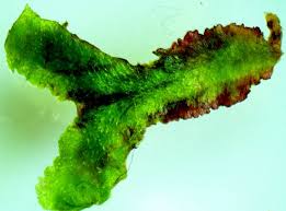 Attēlu rezultāti vaicājumam “Reboulia hemisphaerica”