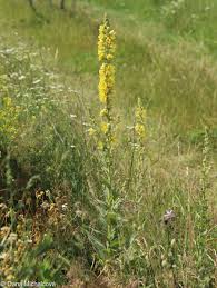 Image result for Verbascum phlomoides
