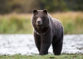 Image result for brown bear