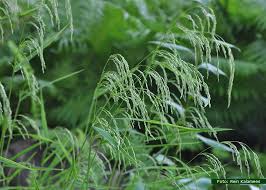 Attēlu rezultāti vaicājumam “Cinna latifolia”