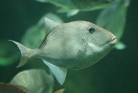 Image result for Balistes capriscus