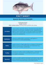 Image result for Cymatoceps nasutus