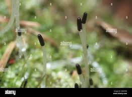 Attēlu rezultāti vaicājumam “Calypogeia neesiana”