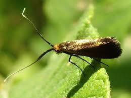 Attēlu rezultāti vaicājumam “Adelidae”