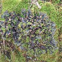 Attēlu rezultāti vaicājumam “Peltigera polydactylon”