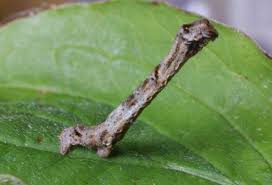 Attēlu rezultāti vaicājumam “Ectropis crepuscularia”