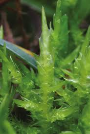 Attēlu rezultāti vaicājumam “Calliergonella cuspidata sporophyte”