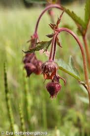 Attēlu rezultāti vaicājumam “Geum rivale fruit”