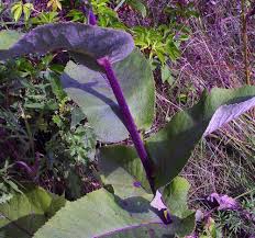 Image result for Inula helenium