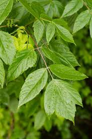 Attēlu rezultāti vaicājumam “Acer negundo leaf”