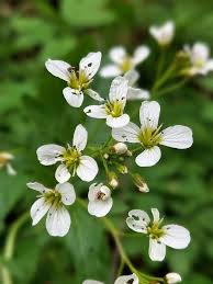 Attēlu rezultāti vaicājumam “Cardamine amara flower”