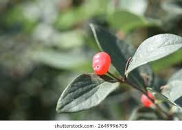 Attēlu rezultāti vaicājumam “Lonicera tatarica fruit”