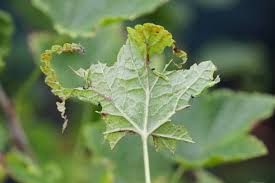 Attēlu rezultāti vaicājumam “Nematus ribesii larva”