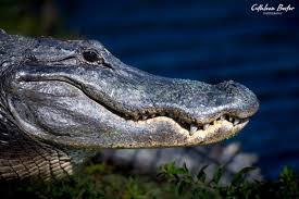 Image result for Alligator mississippiensis
