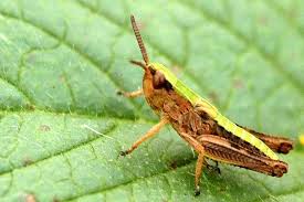 Attēlu rezultāti vaicājumam “Chrysochraon dispar”