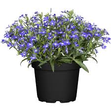 Image result for Männertreu