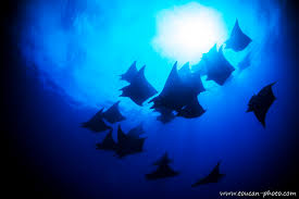 Image result for Mobula tarapacana