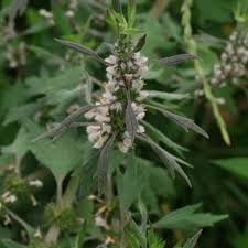 Attēlu rezultāti vaicājumam “Leonurus quinquelobatus”