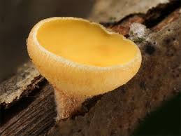 Attēlu rezultāti vaicājumam “Hymenoscyphus sp.”