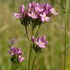 Attēlu rezultāti vaicājumam “Centaurium erythraea”