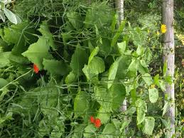 Image result for Telekia speciosa