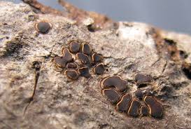 Attēlu rezultāti vaicājumam “Perichaena depressa”