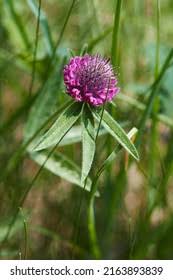 Attēlu rezultāti vaicājumam “Trifolium alpestre”