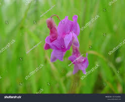 Attēlu rezultāti vaicājumam “Lathyrus palustris flower”
