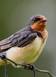 Attēlu rezultāti vaicājumam “Hirundo rustica”