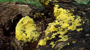 Attēlu rezultāti vaicājumam “Oligonema favogineum”