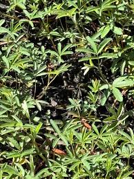 Attēlu rezultāti vaicājumam “Comarum palustre leaf”