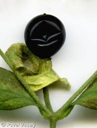 Attēlu rezultāti vaicājumam “Silene baccifera fruit”